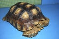 manouria emys asian forest tortoise turtle Royalty Free Stock Photo