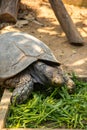 Asian forest tortoise