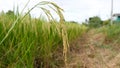 Asian fresh organic Jasmine Rice in the green paddy rice field on beautiful sunlight background.Rustic and Countryside. Food, Royalty Free Stock Photo