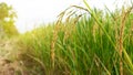 Asian fresh organic Jasmine Rice in the green paddy rice field on beautiful sunlight background.Rustic and Countryside. Food, Royalty Free Stock Photo