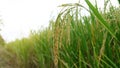 Asian fresh organic Jasmine Rice in the green paddy rice field on beautiful sunlight background.Rustic and Countryside. Food, Royalty Free Stock Photo