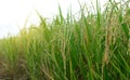 Asian fresh organic Jasmine Rice in the green paddy rice field on beautiful sunlight background.Rustic and Countryside. Food, Royalty Free Stock Photo