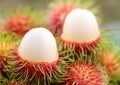 Asian fruit rambutan Royalty Free Stock Photo