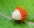 Asian fruit rambutan Royalty Free Stock Photo