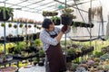 Asian gardener is checking the root system of succulent plant while working inside his greenhouse full of collecting plant for