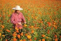 Asian gardener is cutting orange marigold flowers using secateurs for cut flower business for dead heading cultivation