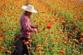 Asian gardener is cutting orange marigold flowers using secateurs for cut flower business for dead heading, cultivation