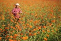 Asian gardener is cutting orange marigold flowers using secateurs for cut flower business for dead heading, cultivation and