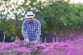 Asian gardener is cutting purple chrysanthemum flowers using secateurs for cut flower business for dead heading, cultivation and