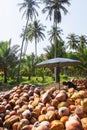 Asian gardener peeling coconut husk