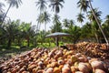 Asian gardener peeling coconut husk