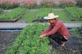 Asian gardener is weeding the flower bed for cut flower business for dead heading, cultivation and harvest