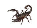 Asian giant forest scorpion (Heterometrus laoticus