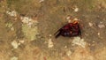 Asian giant hornet