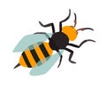 Asian giant hornet icon vector illustration