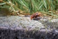 Asian giant hornet. Murder hornets. One vespa mandarinia in spring. Royalty Free Stock Photo