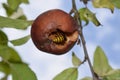Asian giant hornet wating an ecologically grown red apple Royalty Free Stock Photo