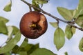 Asian giant hornet wating an ecologically grown red apple Royalty Free Stock Photo