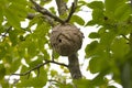 Asian giant hornets nest atop a walnut tree Royalty Free Stock Photo