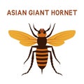 Asian giant Murder Hornet insect Royalty Free Stock Photo