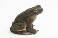 Asian giant toad Phrynoidis asper  on white background Royalty Free Stock Photo