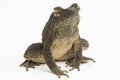 Asian giant toad Phrynoidis asper  on white background Royalty Free Stock Photo