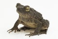 Asian giant toad Phrynoidis asper  on white background Royalty Free Stock Photo