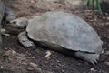 Asian giant tortoise Manouria emys