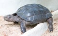 Asian Giant Tortoise.