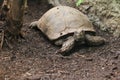 Asian giant tortoise
