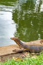 Asian giant water monitor Royalty Free Stock Photo