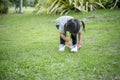 Asian girl bends down to put on shoes by herself in the backyard while doing mom and dad family vacation activities