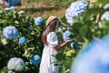 Asian girl with a bouquet of hydrangea. Young woman traveler enjoying and walking in a hydrangea garden in Dalat, Vietnam Royalty Free Stock Photo