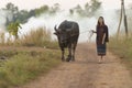 Asian girl in the countryside, walking back home with her Buffalo Royalty Free Stock Photo