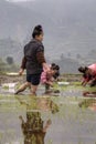 Asian girl farmers rice planting working, transplanting seedling Royalty Free Stock Photo