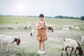 Asian girl feeding goats in a field with smiley face and happy.Concept of children and animal husbandry