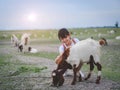 Asian girl feeding goats in a field with smiley face and happy.Concept of children and animal husbandry