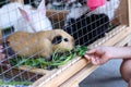 Asian girl hand feeding vegetables to cavia porcellus pig small pet rodent in cage Royalty Free Stock Photo