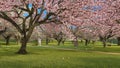 Asian girl in kimono and sakura in blossom slow-mo