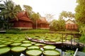 Asian Girl is lying down on the new vintage wood boat on the Lily Lotus Leaf pond at outdoor field Royalty Free Stock Photo