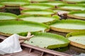 Asian Girl is lying down on the new vintage wood boat on the Lily Lotus Leaf pond at outdoor field Royalty Free Stock Photo