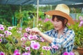 Asian girl, orchid farm owner wearing a hat She is pruning Royalty Free Stock Photo