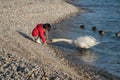 Asian girl playing with swan, Neuchatel town in Winter, Switzerland, Europe