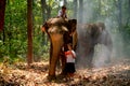 Asian girl with student uniform read book and stand near elephant with one boy stay on its head or back and they stay in forest in Royalty Free Stock Photo