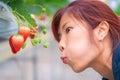 Girl wanting to eat Fresh Strawberry in Japanese organic strawberry farm Royalty Free Stock Photo