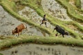 Asian girl 10 years old, herding cows in mountains China.