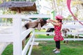 Asian girls feed the farm animals. Goat feeds from the milk bottle that the kids is holding. Child in red dress visits the zoo. Royalty Free Stock Photo