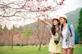 Asian girls sightseeing cherry blossom Royalty Free Stock Photo