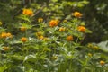 Asian globeflower Trollius asiaticus Royalty Free Stock Photo