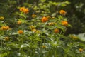 Asian globeflower Trollius asiaticus Royalty Free Stock Photo